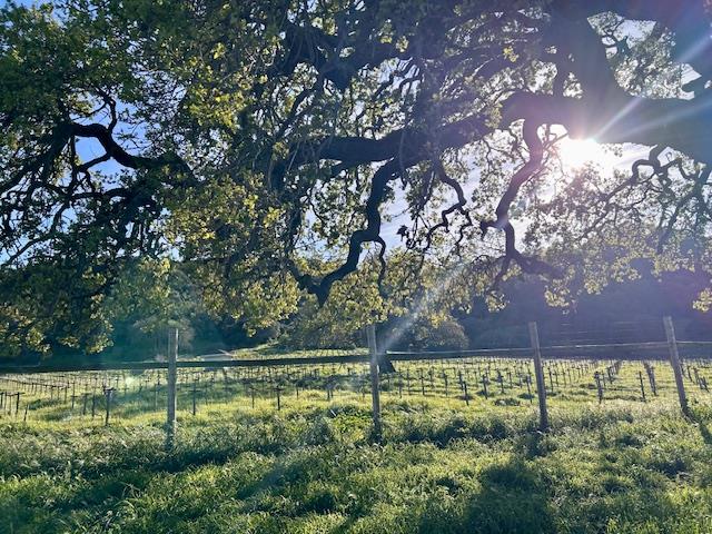 547 Mission Vineyard Road, San Juan Bautista, CA, 95045