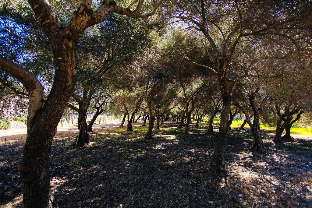 Detail Gallery Image 49 of 71 For 1001 Silverado Trail South, Saint Helena,  CA 94574 - – Beds | – Baths