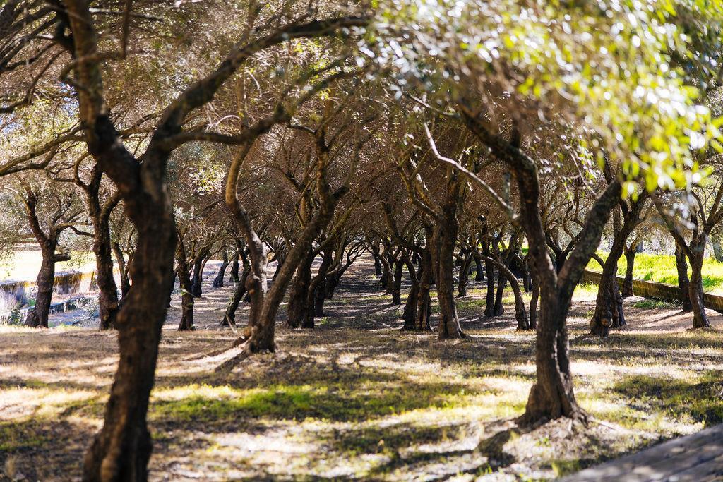 Detail Gallery Image 68 of 71 For 1001 Silverado Trail South, Saint Helena,  CA 94574 - – Beds | – Baths