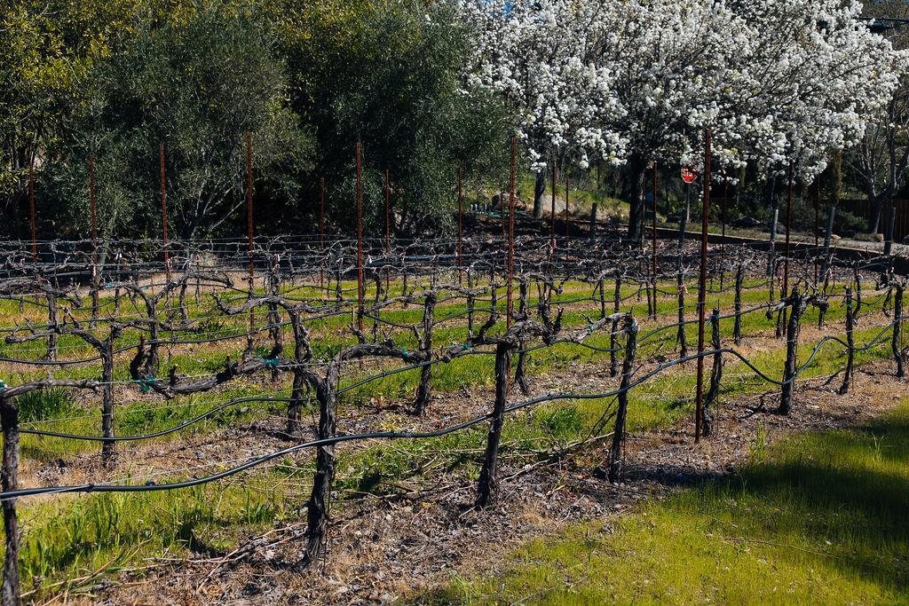 Detail Gallery Image 66 of 68 For 1001 Silverado Trail South, Saint Helena,  CA 94574 - 4 Beds | 2/1 Baths