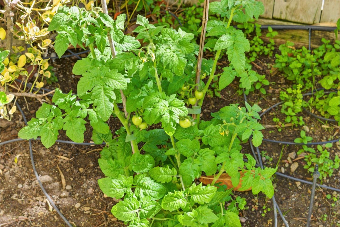 Detail Gallery Image 21 of 25 For 901 Crestview Dr, San Carlos,  CA 94070 - 4 Beds | 3 Baths