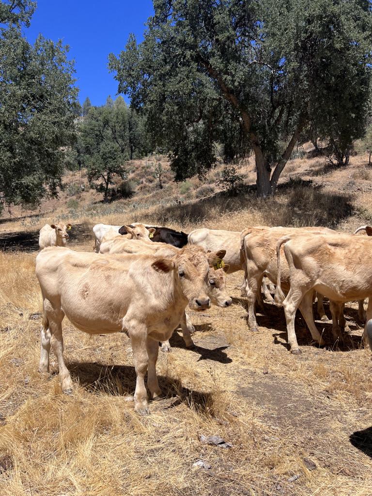 Detail Gallery Image 29 of 30 For 20505 Coalinga Rd, Paicines,  CA 95043 - 2 Beds | 0 Baths