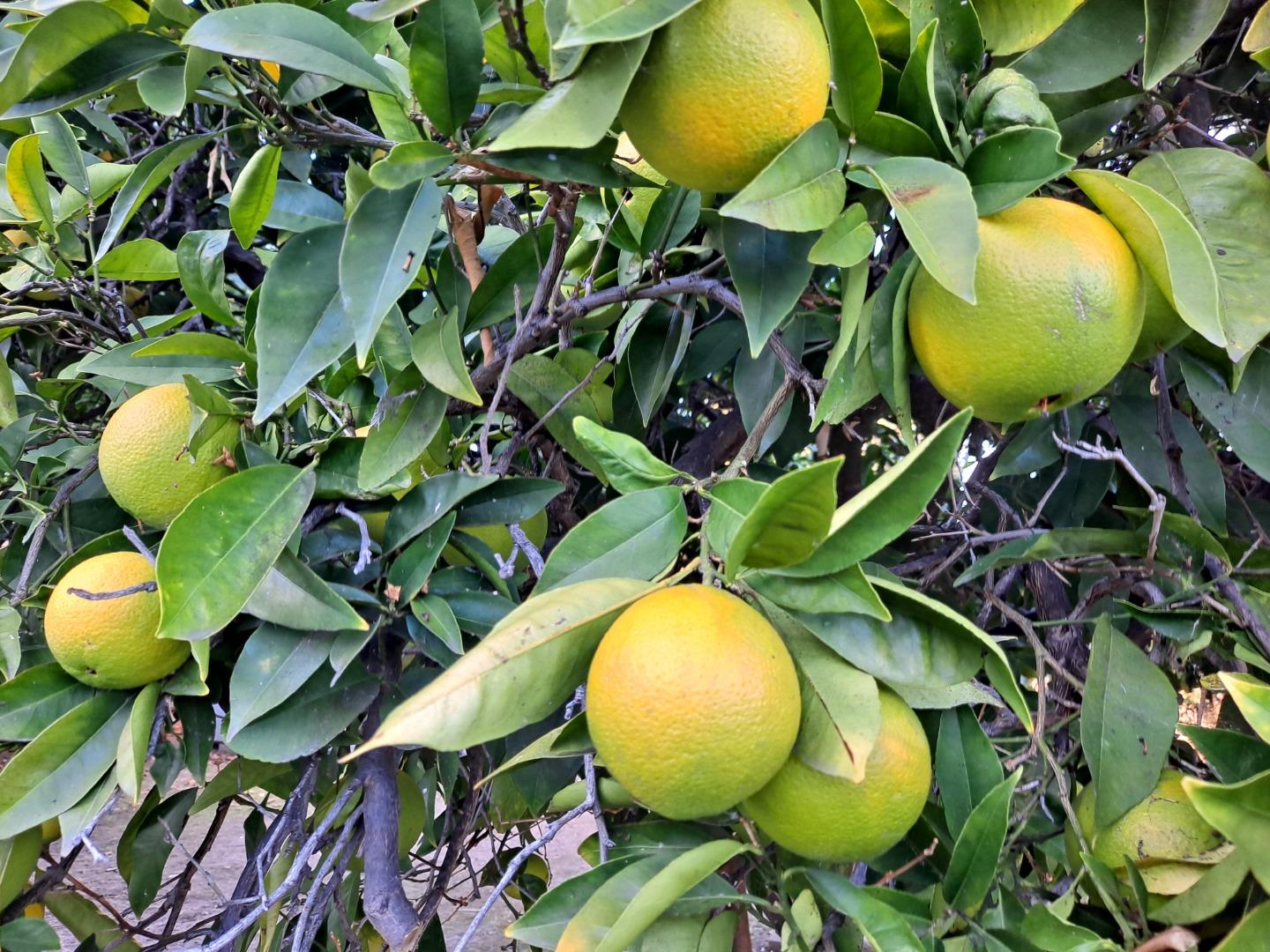 Detail Gallery Image 32 of 33 For 4108 Will Rogers Dr, San Jose,  CA 95117 - 3 Beds | 2 Baths