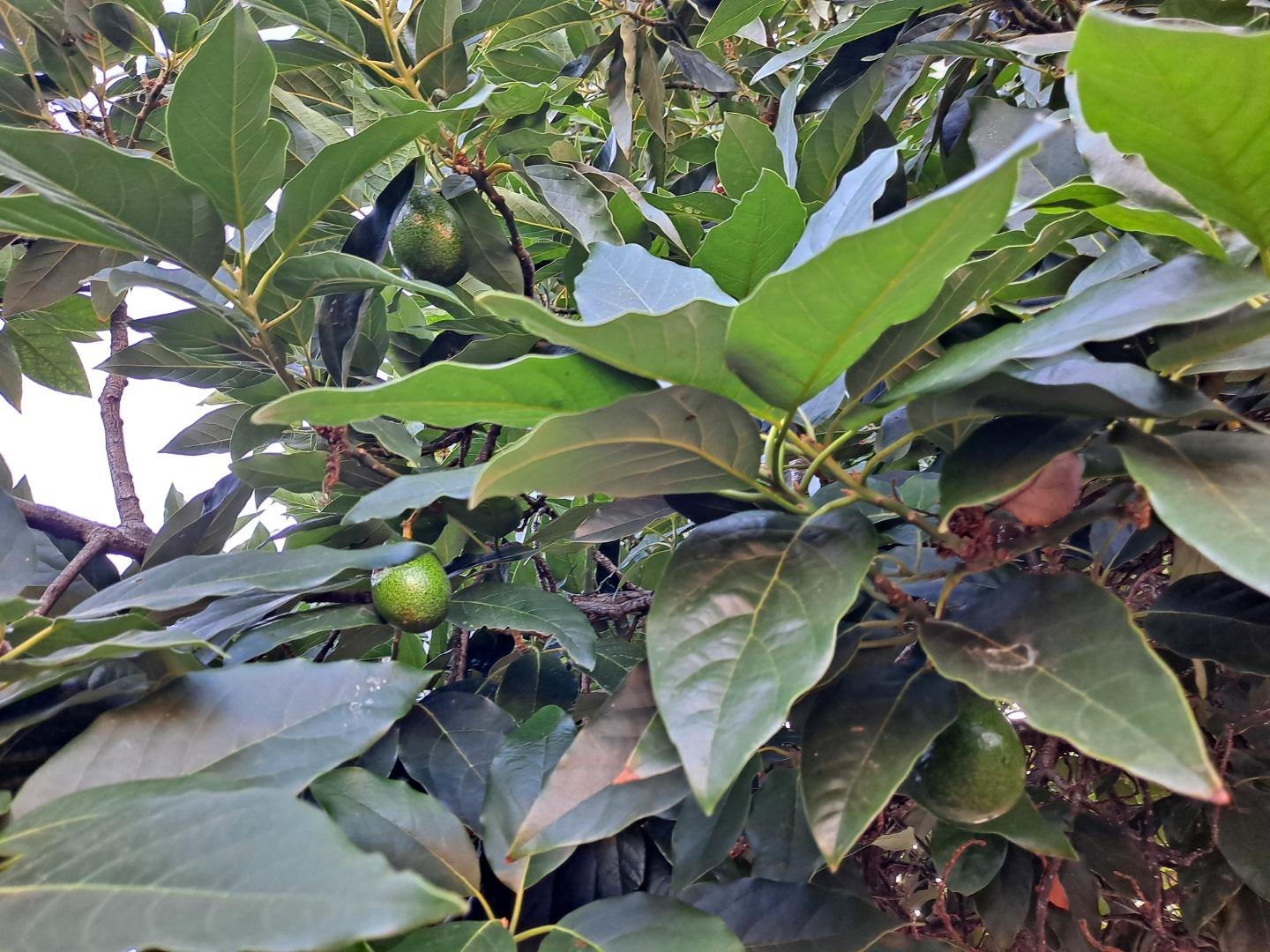 Detail Gallery Image 33 of 33 For 4108 Will Rogers Dr, San Jose,  CA 95117 - 3 Beds | 2 Baths