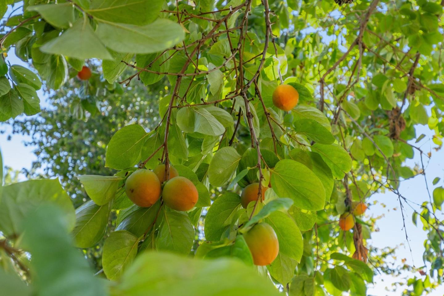 Detail Gallery Image 71 of 81 For 1523 Ashcroft Way, Sunnyvale,  CA 94087 - 6 Beds | 4/1 Baths