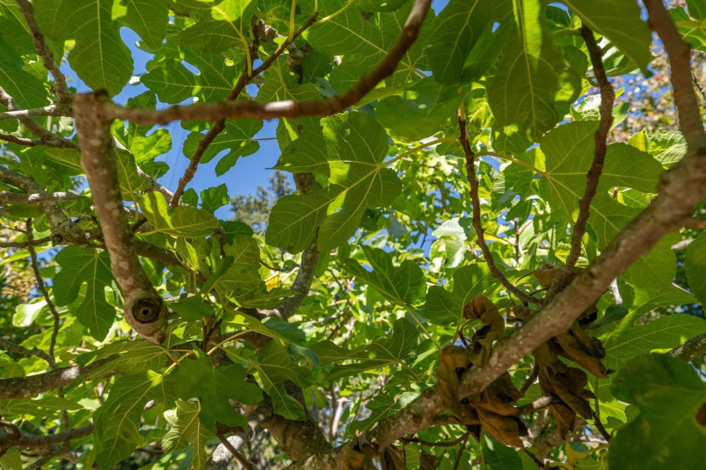 Detail Gallery Image 72 of 81 For 1523 Ashcroft Way, Sunnyvale,  CA 94087 - 6 Beds | 4/1 Baths