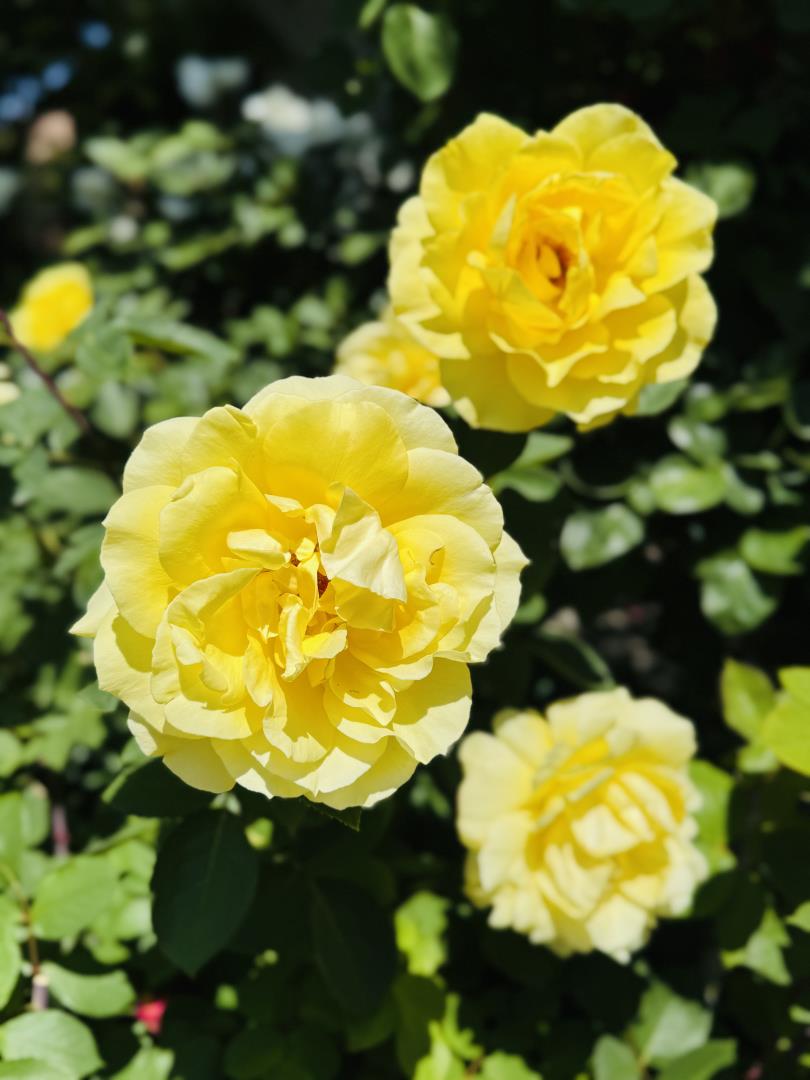 Detail Gallery Image 12 of 65 For 1023 Mercedes Ave, Los Altos,  CA 94022 - 4 Beds | 3 Baths