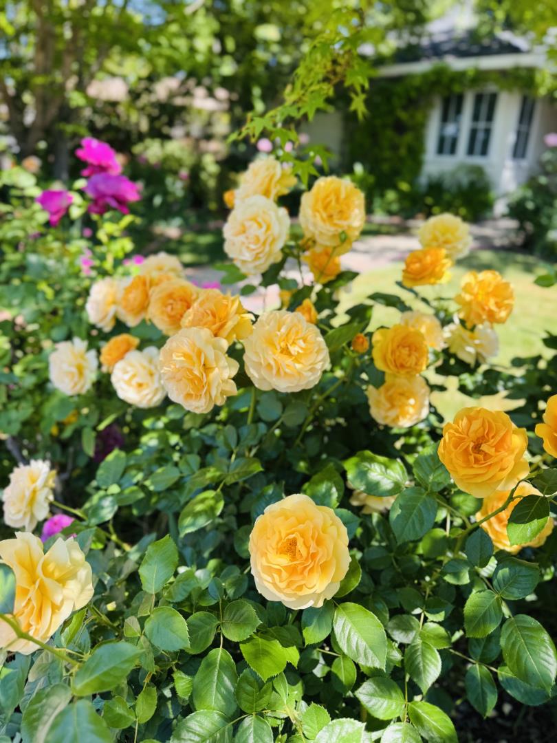 Detail Gallery Image 41 of 65 For 1023 Mercedes Ave, Los Altos,  CA 94022 - 4 Beds | 3 Baths