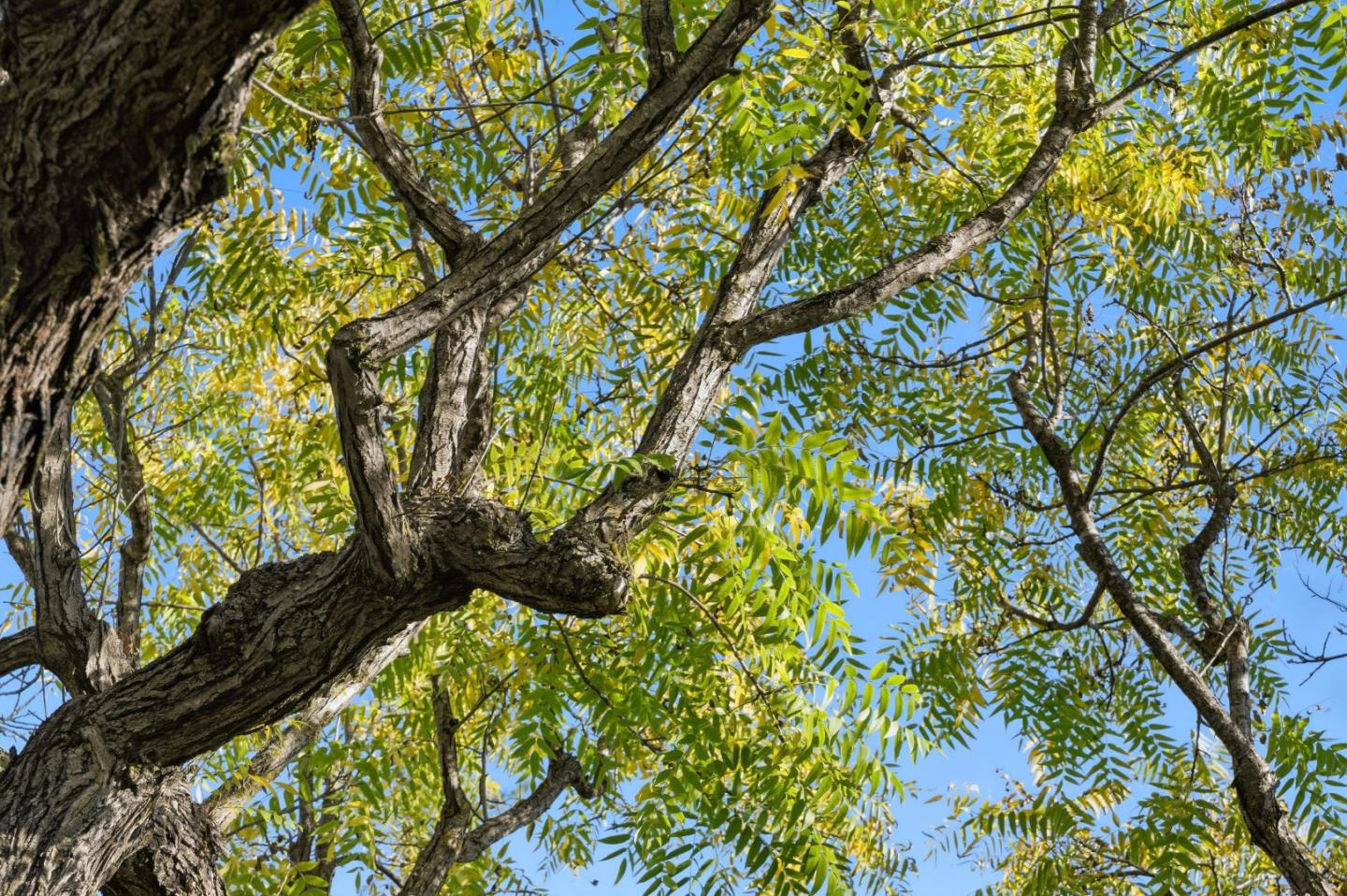 Detail Gallery Image 42 of 65 For 1023 Mercedes Ave, Los Altos,  CA 94022 - 4 Beds | 3 Baths