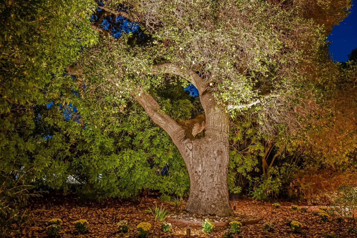 Detail Gallery Image 62 of 64 For 23423 Toyonita Rd, Los Altos Hills,  CA 94024 - 5 Beds | 4/1 Baths