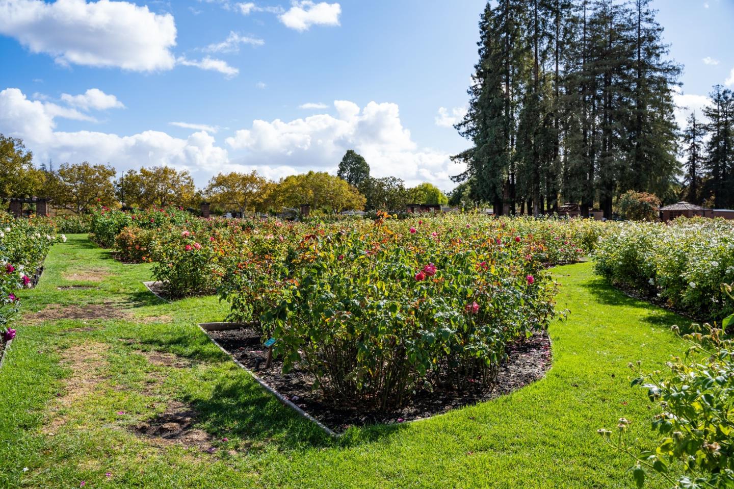 Detail Gallery Image 78 of 101 For 2177 Emory St, San Jose,  CA 95128 - 3 Beds | 2 Baths