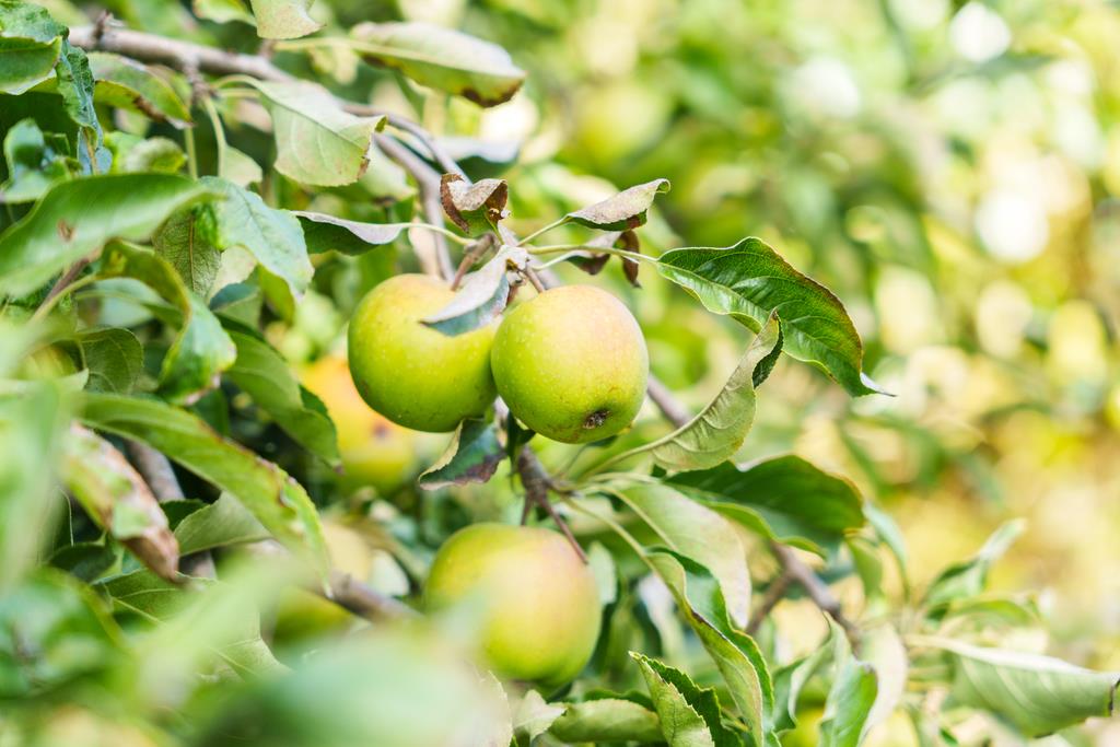 Detail Gallery Image 30 of 32 For 130 Darwin St, Santa Cruz,  CA 95062 - 2 Beds | 1 Baths