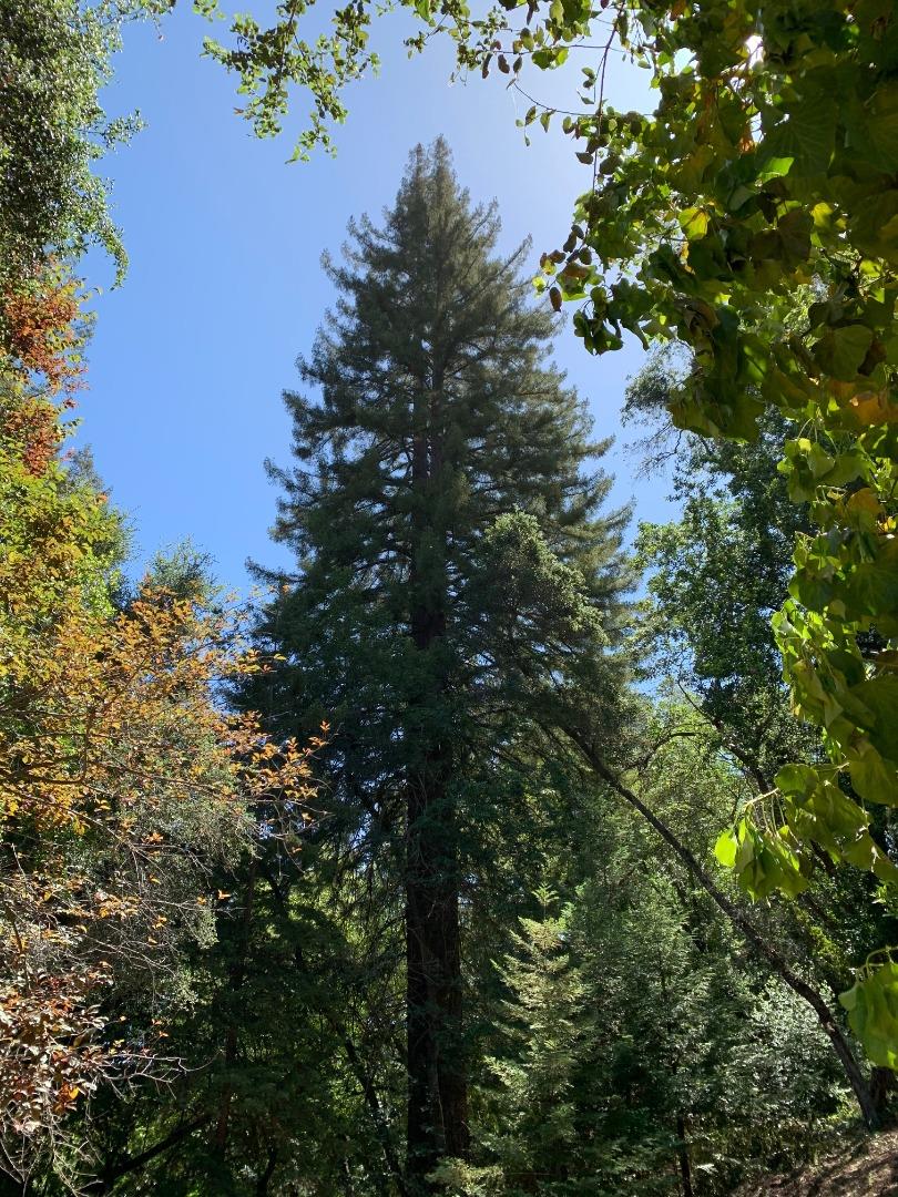 Detail Gallery Image 6 of 10 For 20406 Harvey Way, Los Gatos,  CA 95033 - – Beds | – Baths