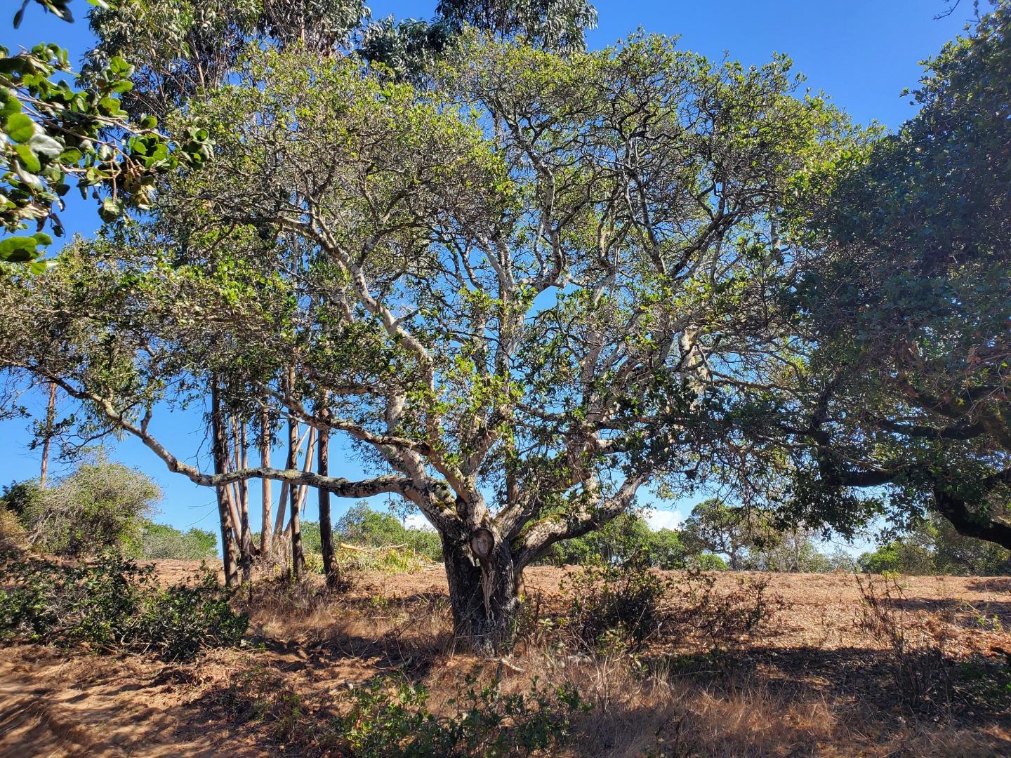 Detail Gallery Image 18 of 19 For 19705 Moonglow Rd, Salinas,  CA 93907 - – Beds | – Baths