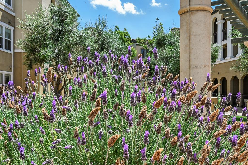 Detail Gallery Image 67 of 99 For 1883 Agnew Rd #367,  Santa Clara,  CA 95054 - 3 Beds | 2 Baths