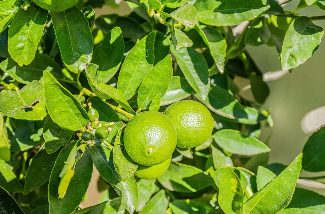 Detail Gallery Image 44 of 44 For 949 Nantucket Blvd #29,  Salinas,  CA 93906 - 3 Beds | 2/1 Baths