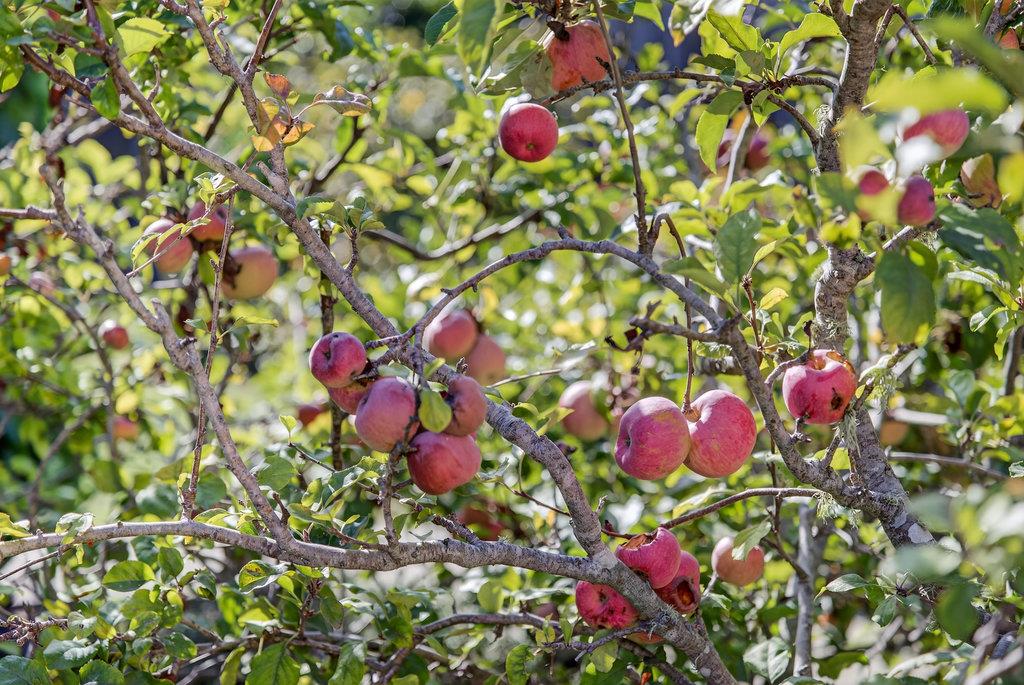 Detail Gallery Image 35 of 41 For 215 Younglove Ave, Santa Cruz,  CA 95060 - 3 Beds | 2 Baths