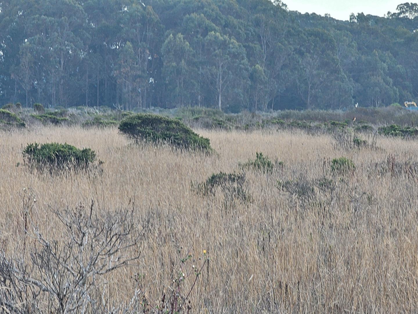 Detail Gallery Image 4 of 7 For 00 Park Ave, Half Moon Bay,  CA 94019 - – Beds | – Baths