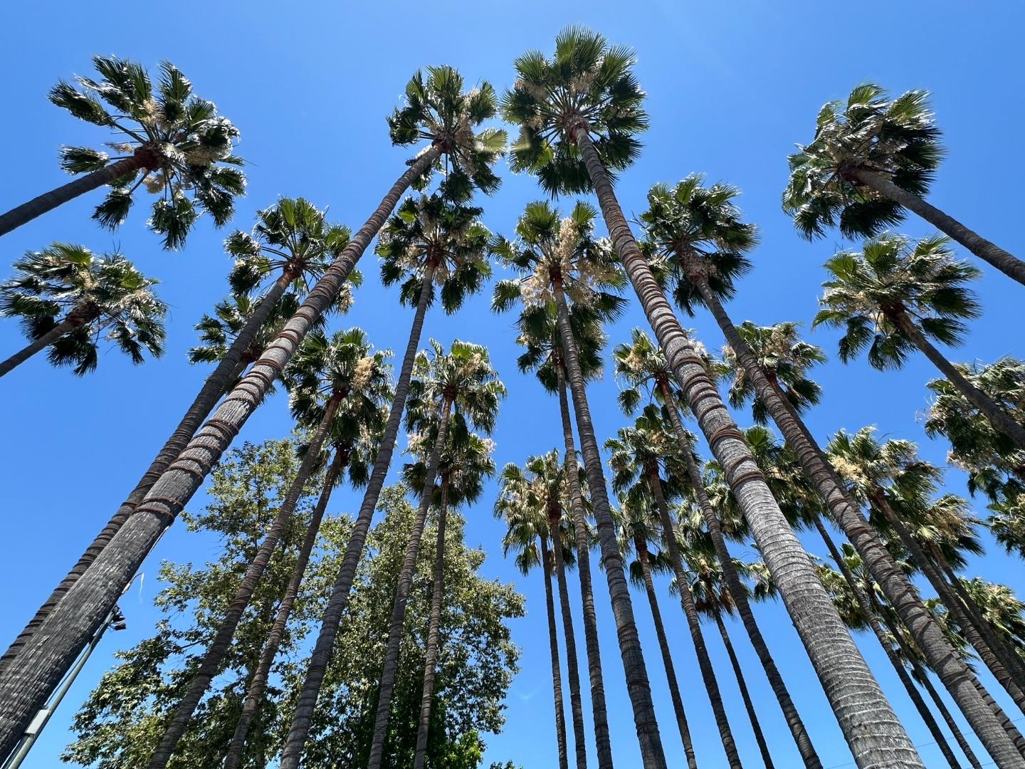 Detail Gallery Image 40 of 42 For 88 Bush St #3152,  San Jose,  CA 95126 - 1 Beds | 1 Baths
