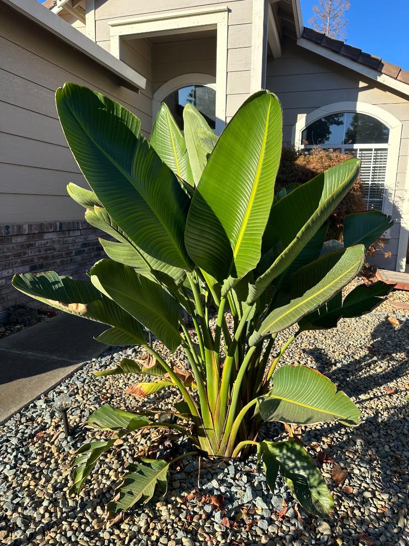 Detail Gallery Image 4 of 29 For 9316 Caulfield Dr, Elk Grove,  CA 95758 - 3 Beds | 1 Baths