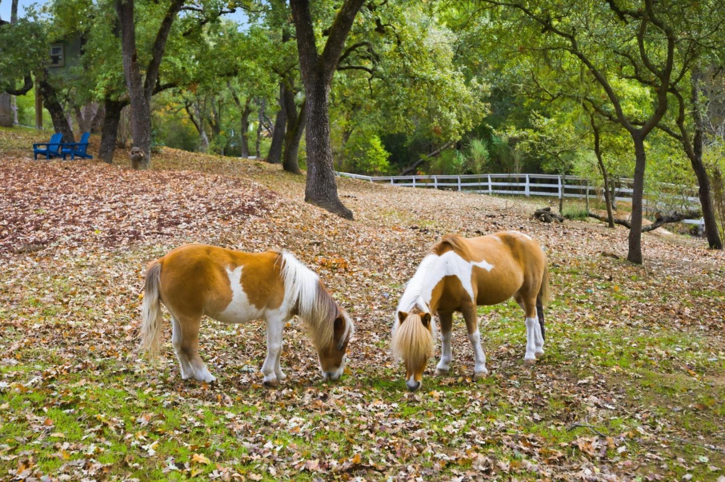 Detail Gallery Image 66 of 85 For 15098 Elm Park Park, Monte Sereno,  CA 95030 - 4 Beds | 2/1 Baths