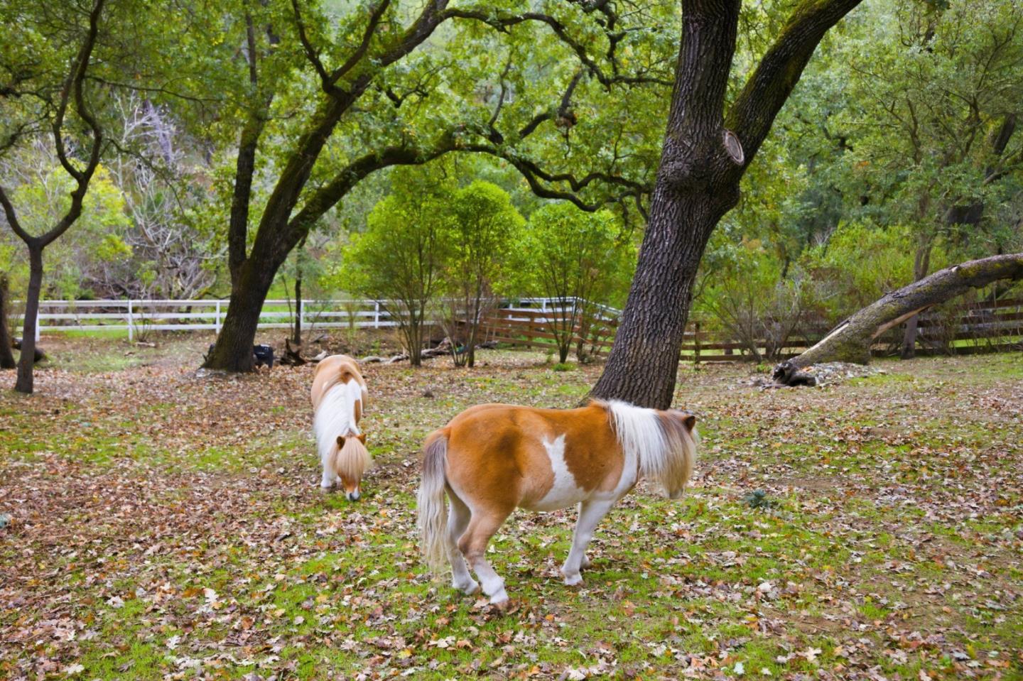 Detail Gallery Image 67 of 85 For 15098 Elm Park Park, Monte Sereno,  CA 95030 - 4 Beds | 2/1 Baths