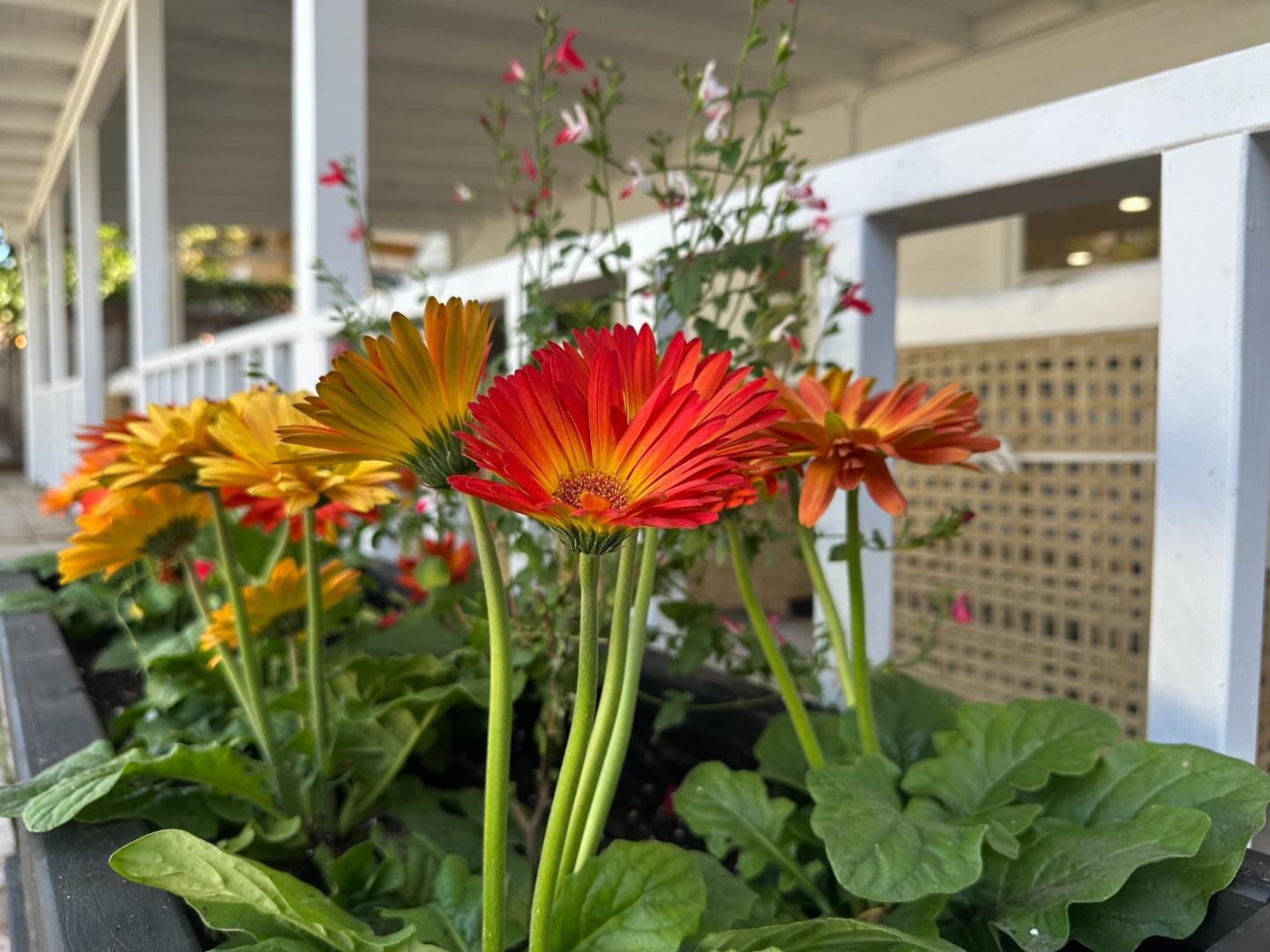 Detail Gallery Image 55 of 81 For 1183 Yosemite Ave, San Jose,  CA 95126 - 4 Beds | 3 Baths