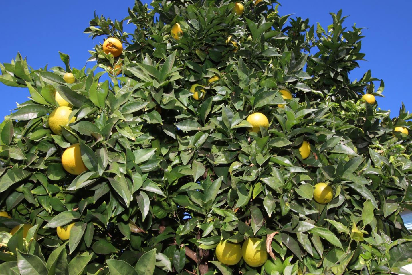 Detail Gallery Image 40 of 44 For 1330 Brigantino Dr, Hollister,  CA 95023 - 4 Beds | 2 Baths