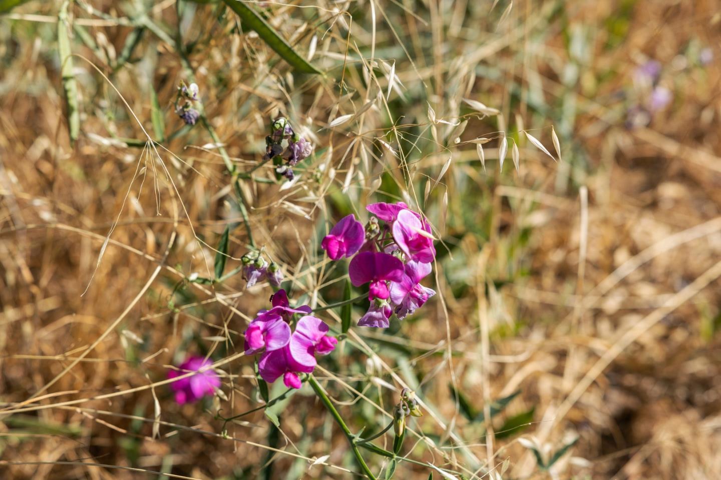 Detail Gallery Image 61 of 65 For 22163 Miller Ridge Rd, Los Gatos,  CA 95033 - 4 Beds | 2 Baths
