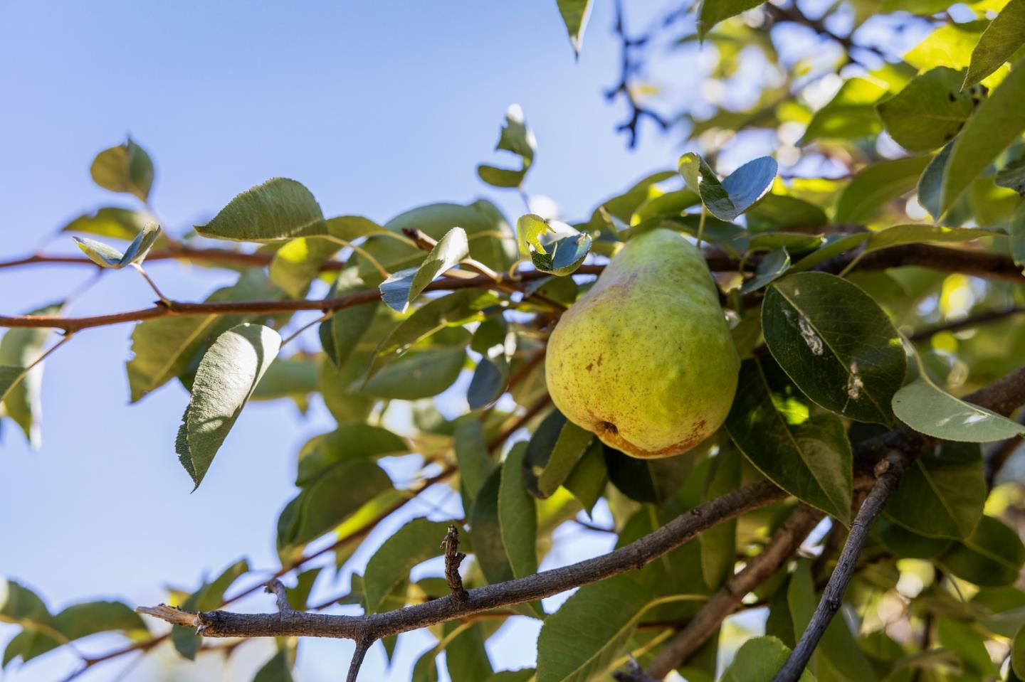 Detail Gallery Image 63 of 65 For 22163 Miller Ridge Rd, Los Gatos,  CA 95033 - 4 Beds | 2 Baths