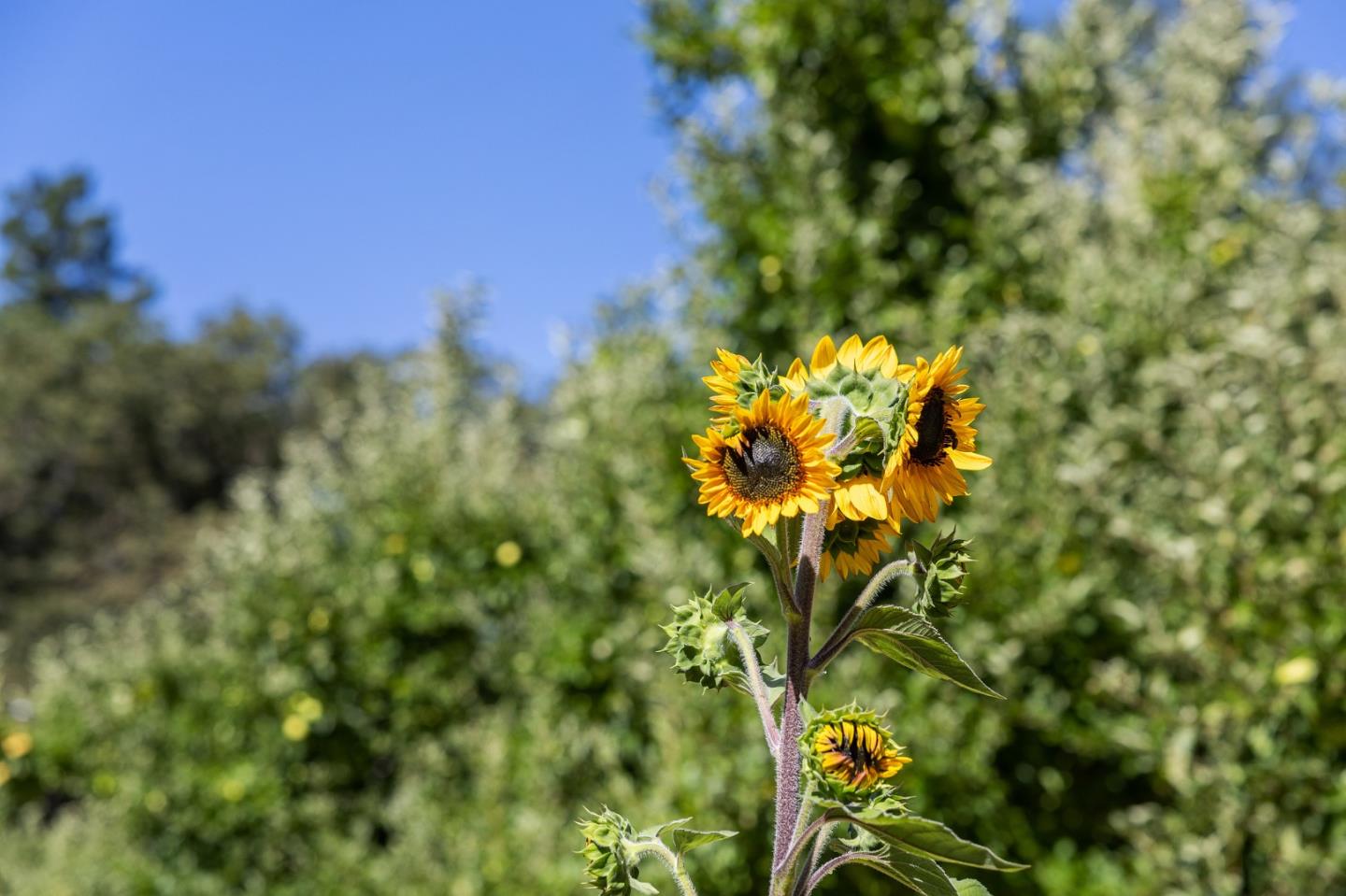 Detail Gallery Image 65 of 65 For 22163 Miller Ridge Rd, Los Gatos,  CA 95033 - 4 Beds | 2 Baths