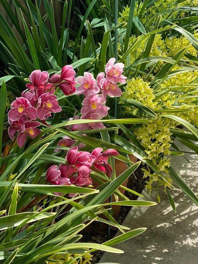 Detail Gallery Image 28 of 30 For 2685 Cowper St, Palo Alto,  CA 94306 - 4 Beds | 3 Baths