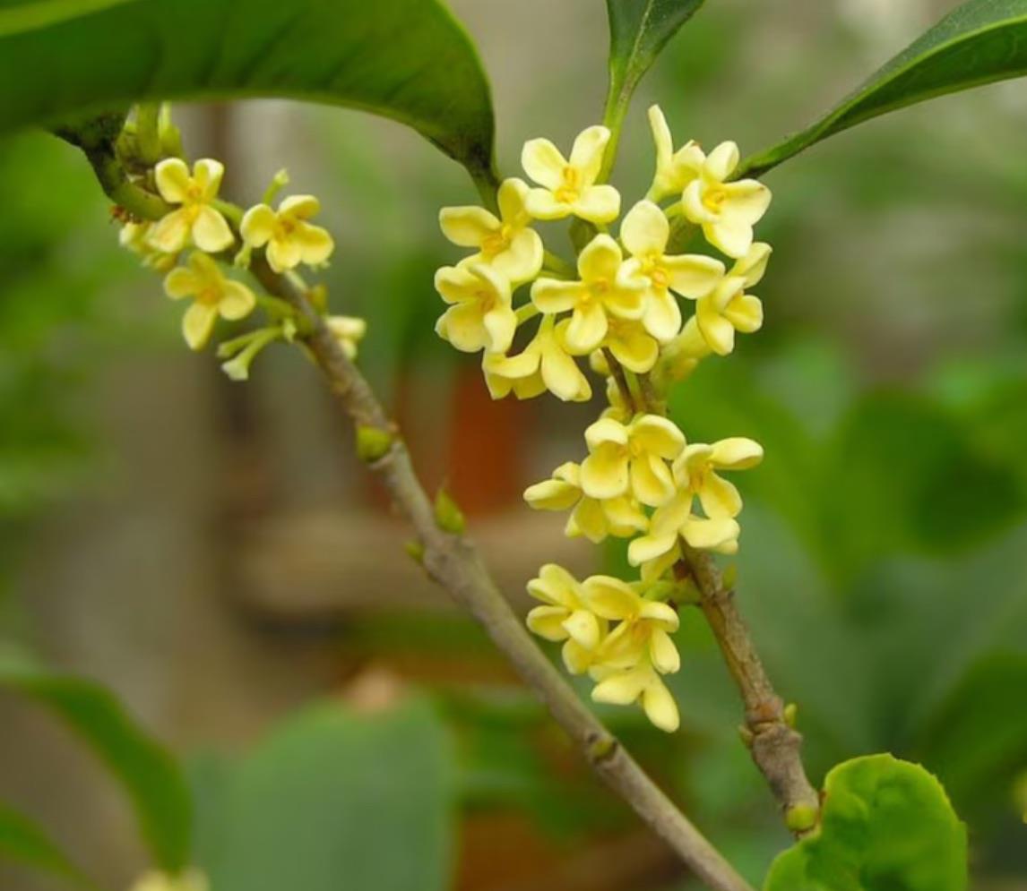 Detail Gallery Image 29 of 30 For 2685 Cowper St, Palo Alto,  CA 94306 - 4 Beds | 3 Baths