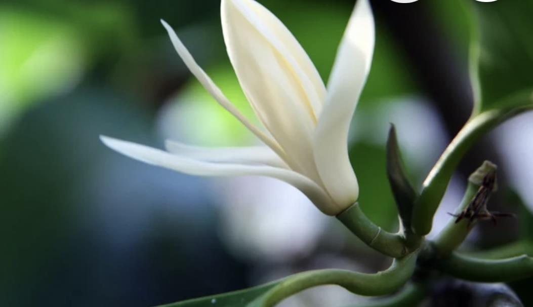 Detail Gallery Image 30 of 30 For 2685 Cowper St, Palo Alto,  CA 94306 - 4 Beds | 3 Baths