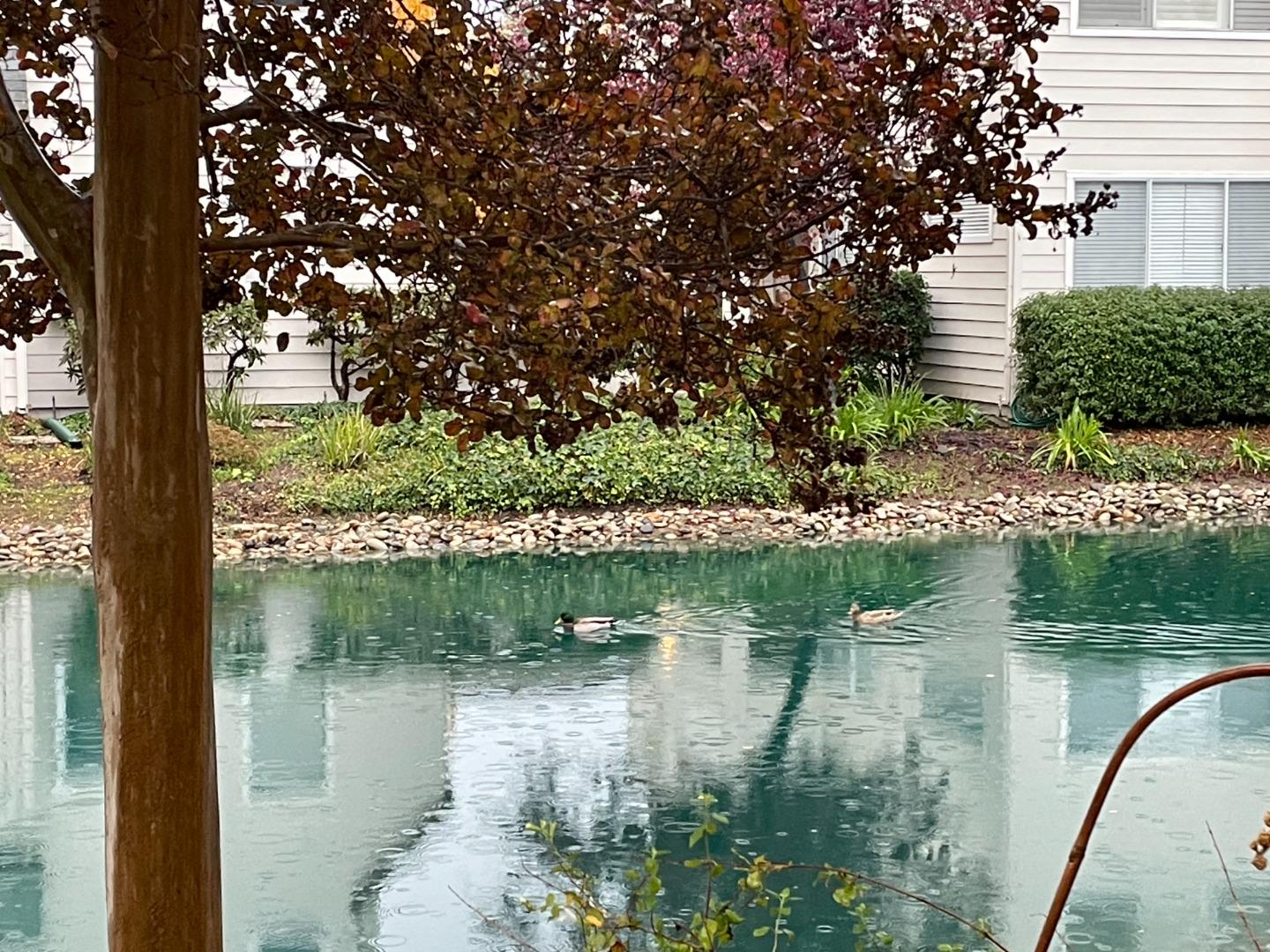 Detail Gallery Image 58 of 63 For 307 Chelsea Way, Redwood City,  CA 94061 - 1 Beds | 1 Baths