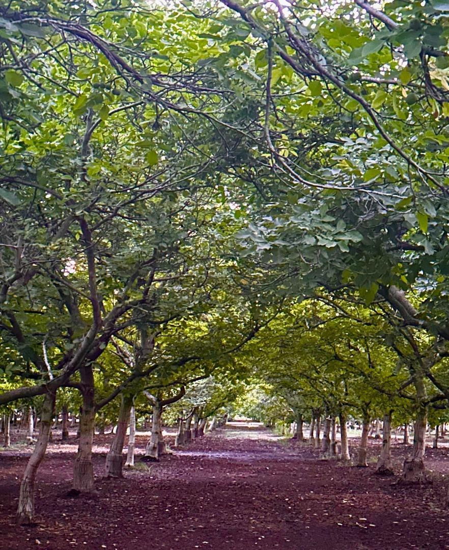 Detail Gallery Image 16 of 47 For 3719 N Hart Rd, Modesto,  CA 95358 - 2 Beds | 2 Baths