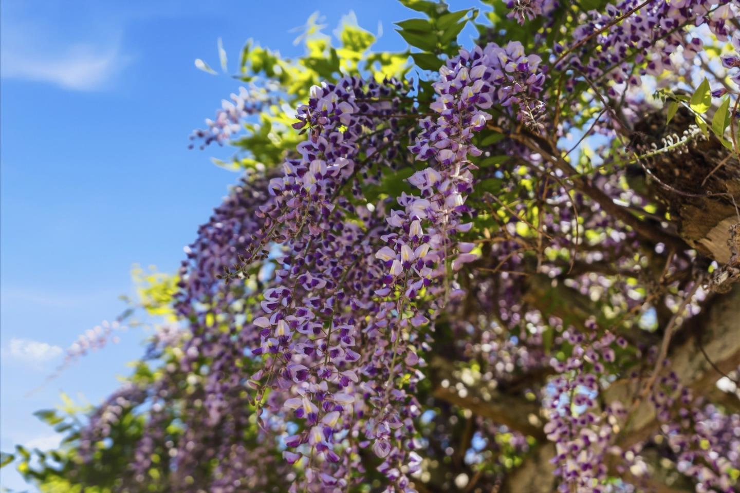 Detail Gallery Image 43 of 56 For 1925 46th Ave #127,  Capitola,  CA 95010 - 2 Beds | 1/1 Baths