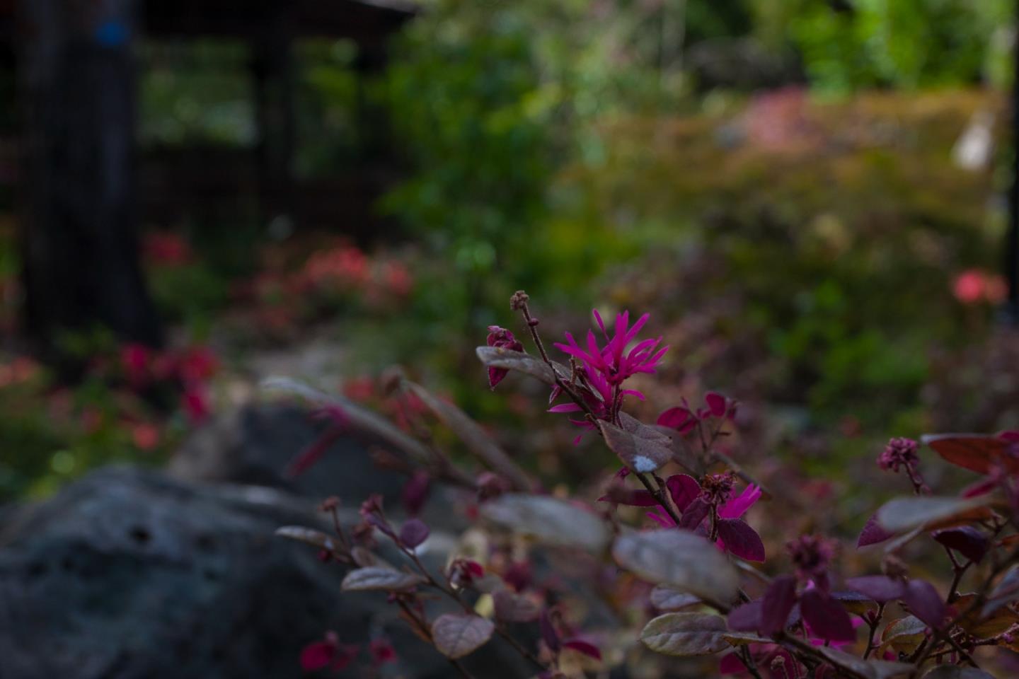 Detail Gallery Image 41 of 47 For 46 Almendral Ave, Atherton,  CA 94027 - 7 Beds | 7/2 Baths