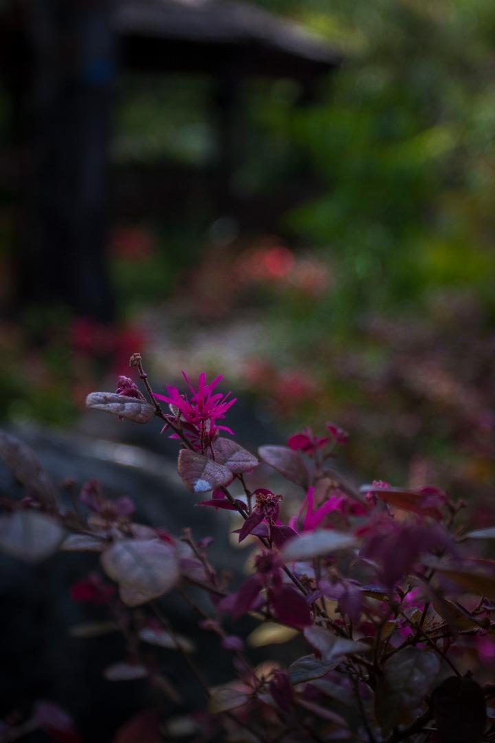 Detail Gallery Image 42 of 47 For 46 Almendral Ave, Atherton,  CA 94027 - 7 Beds | 7/2 Baths