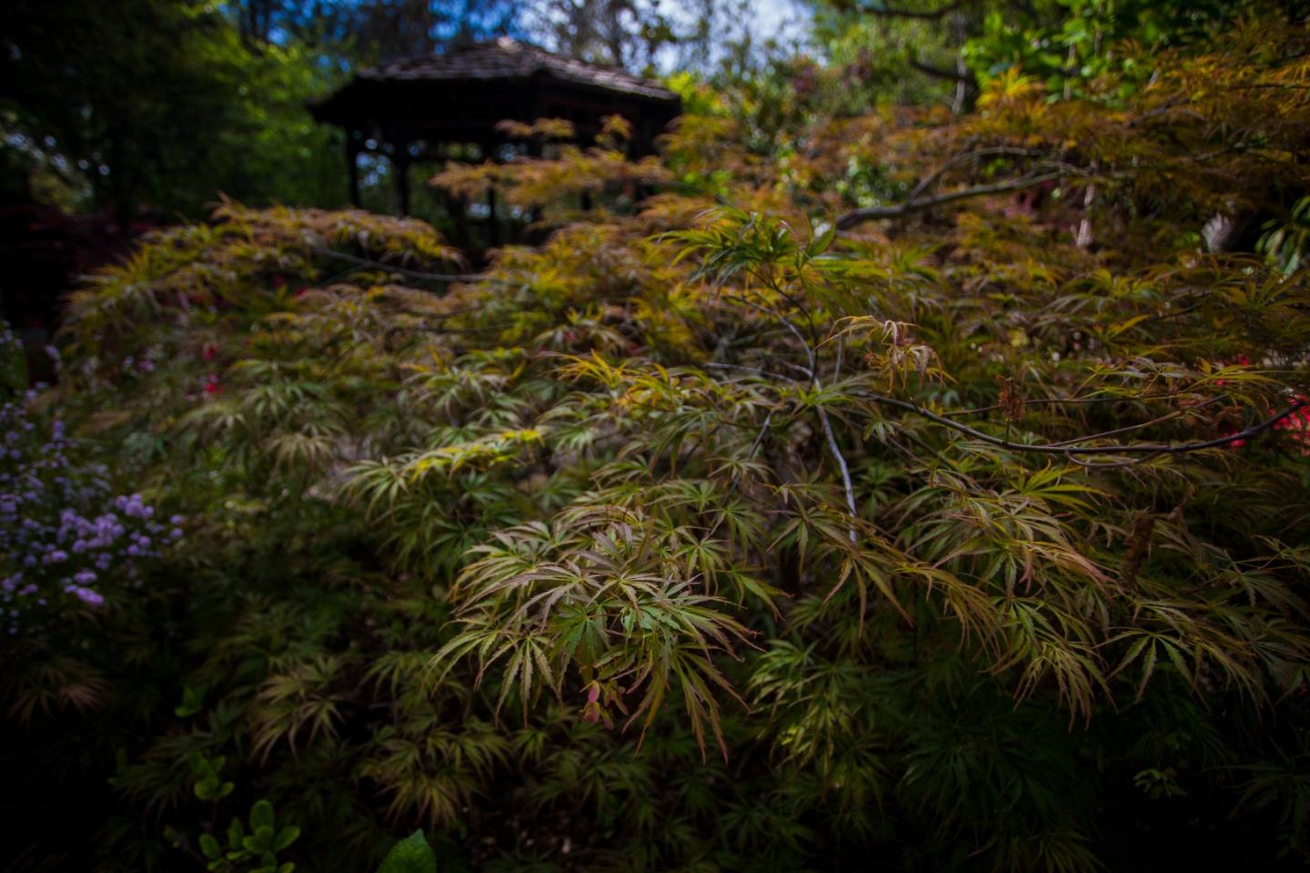 Detail Gallery Image 43 of 47 For 46 Almendral Ave, Atherton,  CA 94027 - 7 Beds | 7/2 Baths