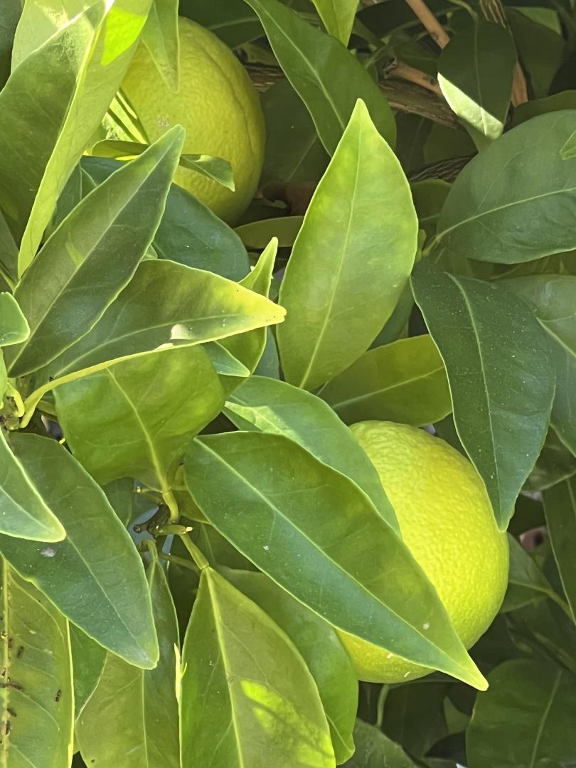 Detail Gallery Image 13 of 13 For 1054 Fleetwood Dr, San Jose,  CA 95120 - 4 Beds | 2 Baths