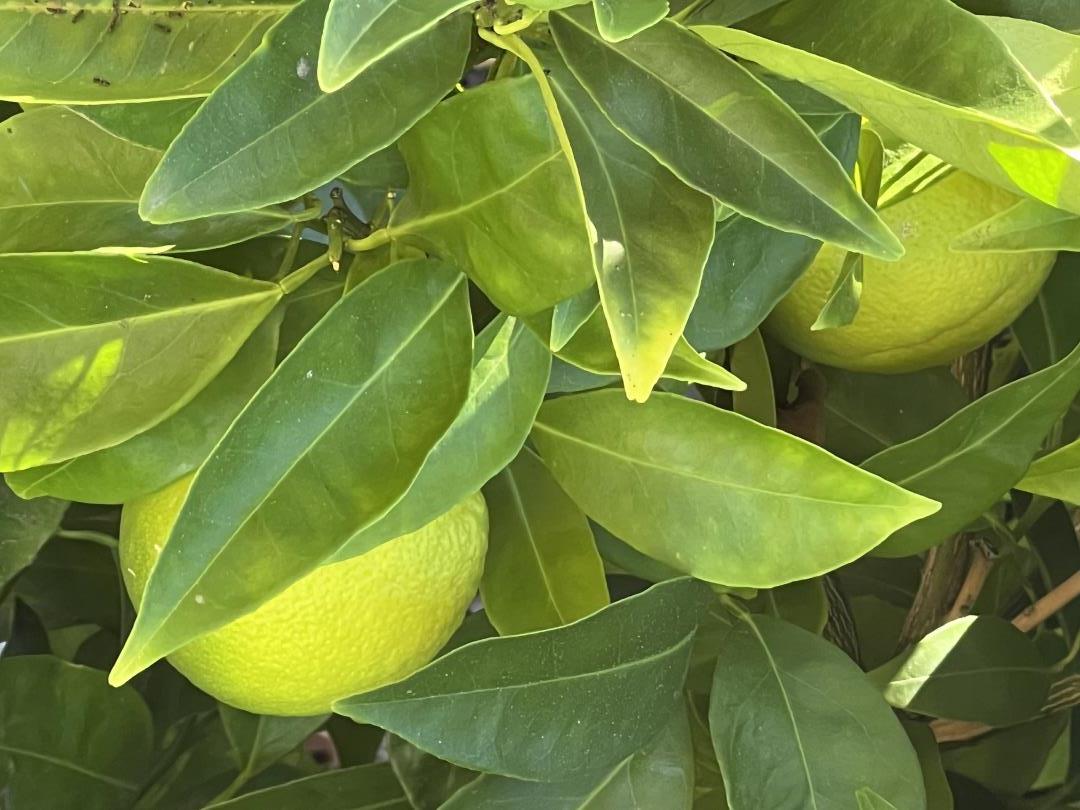 Detail Gallery Image 27 of 27 For 1054 Fleetwood Dr, San Jose,  CA 95120 - 4 Beds | 2 Baths