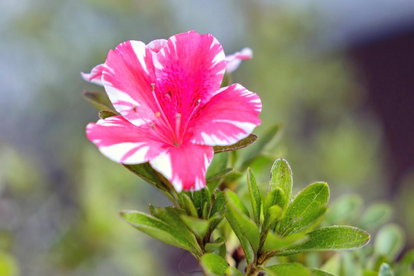 Detail Gallery Image 77 of 95 For 243 Selby Ln, Atherton,  CA 94027 - 6 Beds | 4 Baths