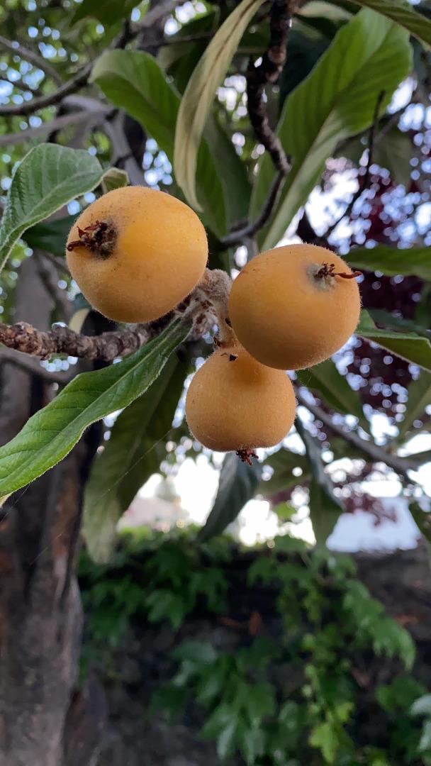 Detail Gallery Image 36 of 40 For 113 Washburn Ave, Santa Cruz,  CA 95060 - 2 Beds | 1/1 Baths