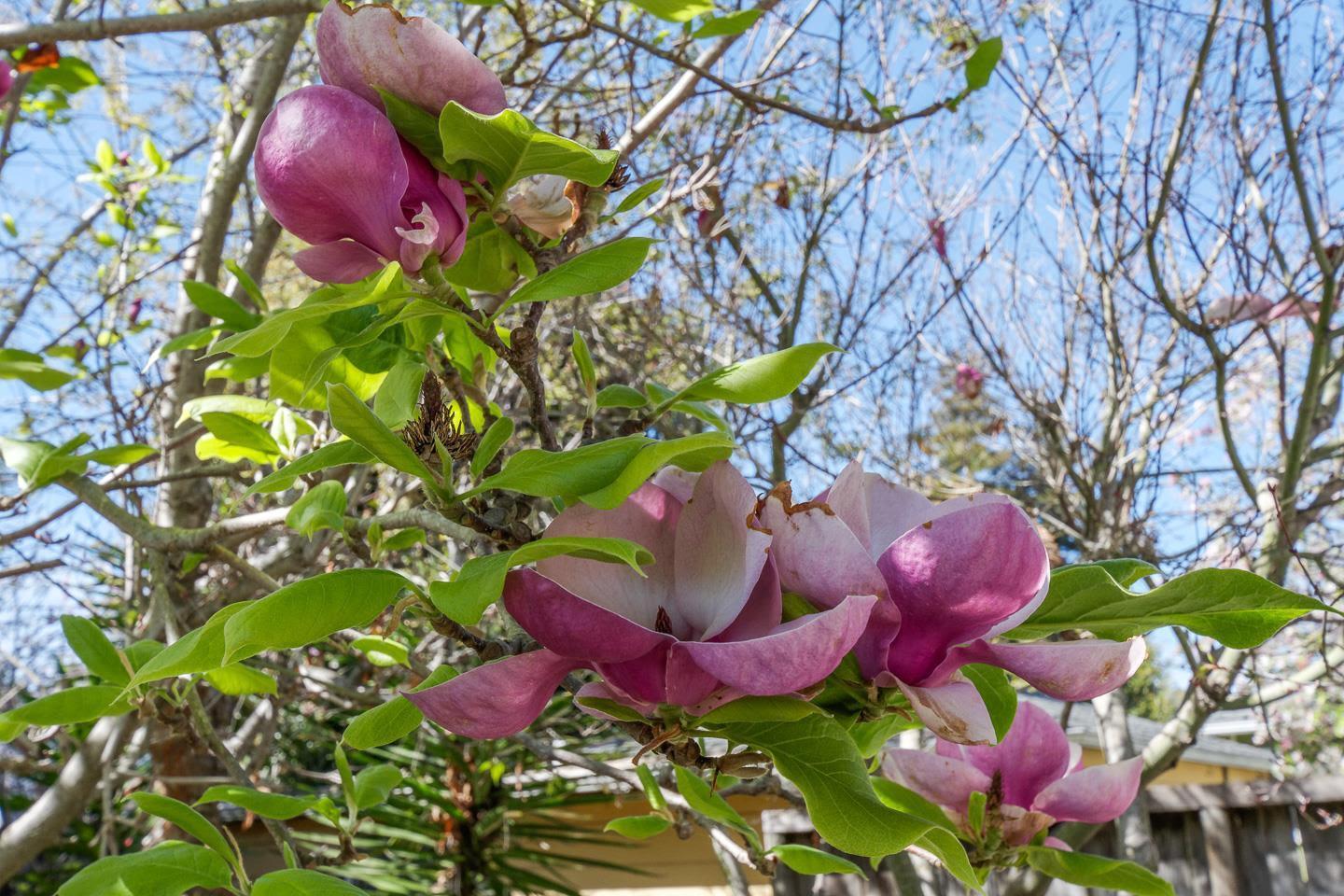 Detail Gallery Image 37 of 40 For 113 Washburn Ave, Santa Cruz,  CA 95060 - 2 Beds | 1/1 Baths