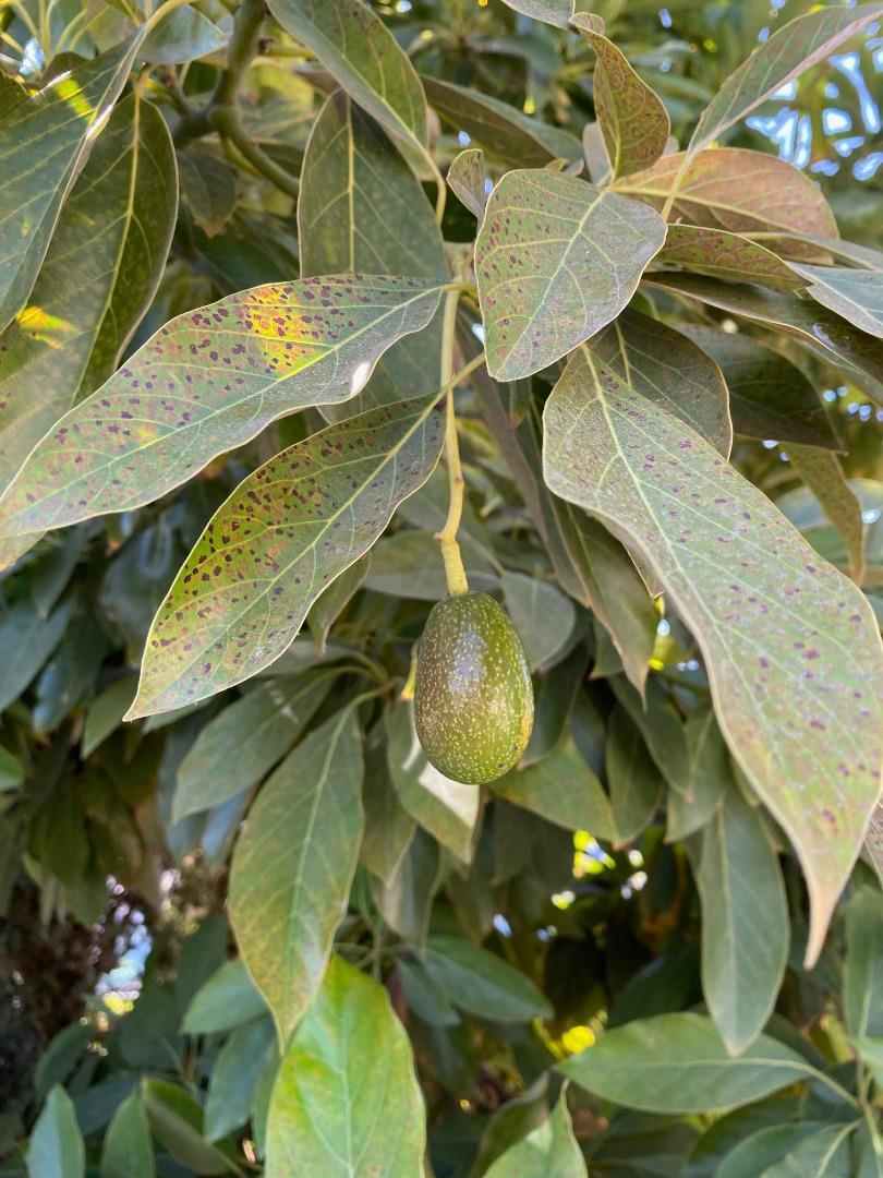 Detail Gallery Image 38 of 40 For 113 Washburn Ave, Santa Cruz,  CA 95060 - 2 Beds | 1/1 Baths