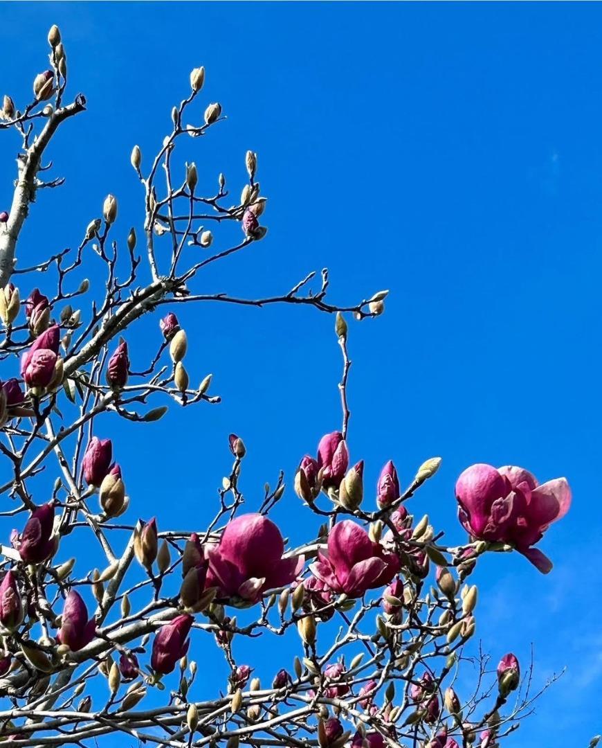 Detail Gallery Image 39 of 40 For 113 Washburn Ave, Santa Cruz,  CA 95060 - 2 Beds | 1/1 Baths