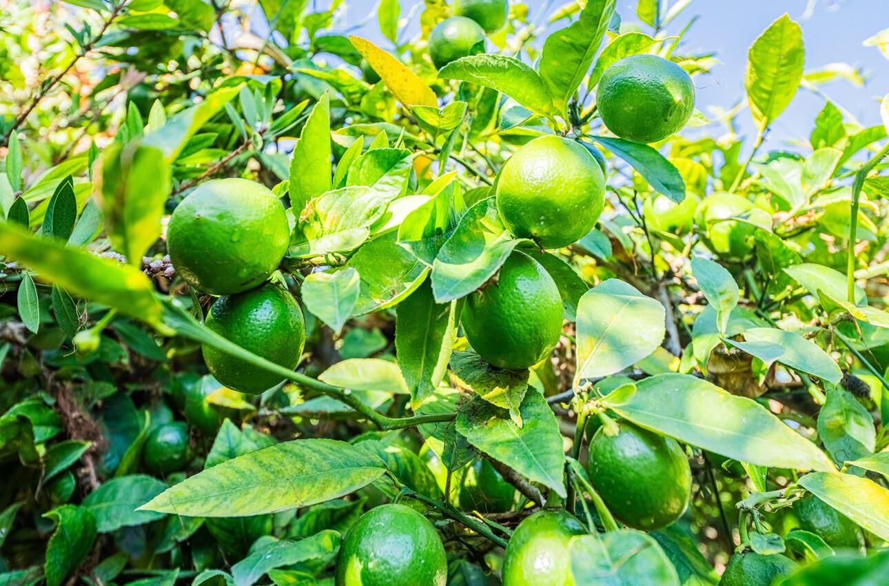 Detail Gallery Image 43 of 43 For 517 College Dr, Salinas,  CA 93901 - 4 Beds | 3 Baths