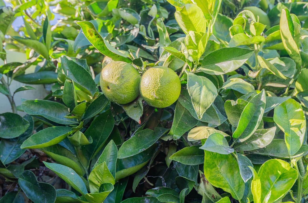 Detail Gallery Image 36 of 36 For 194 Riker Ter, Salinas,  CA 93901 - 3 Beds | 2 Baths