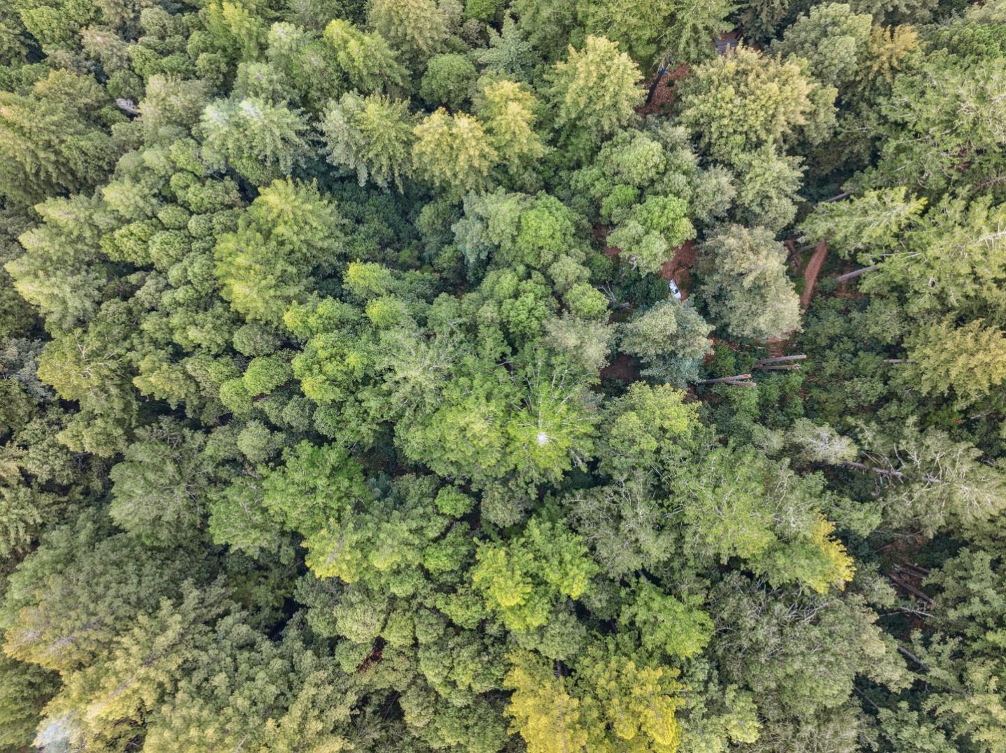 Detail Gallery Image 18 of 18 For 1365 Caledonia Ave, Ben Lomond,  CA 95005 - – Beds | – Baths